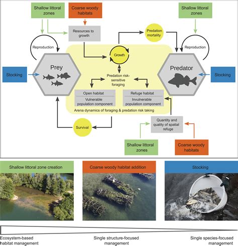 fish ecosystem|Ecosystem Services Generated by Fish Populations .